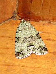 Blenina squamifera