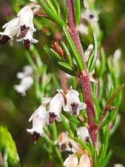 Erica fuscescens