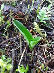 Platanthera elongata
