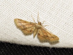 Idaea squamulata