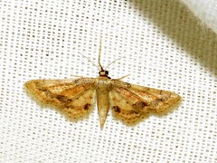 Idaea squamulata