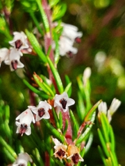 Erica fuscescens