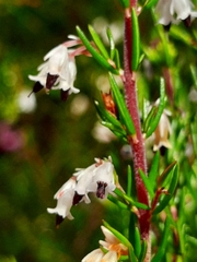 Erica fuscescens