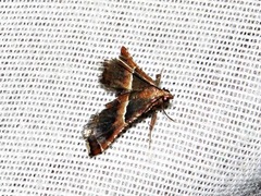 Endotricha consobrinalis consobrinalis