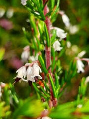 Erica fuscescens