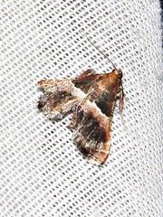 Endotricha consobrinalis consobrinalis