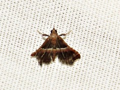 Endotricha consobrinalis consobrinalis