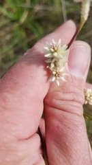 Pfaffia tuberosa