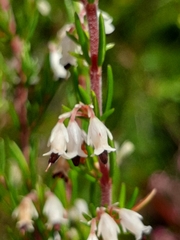 Erica fuscescens