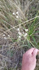 Pfaffia tuberosa