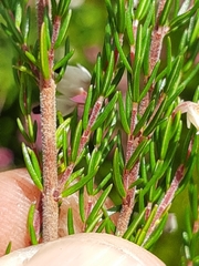 Erica fuscescens