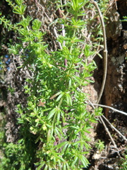 Galium ruwenzoriense