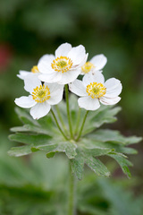 Anemonastrum villosissimum