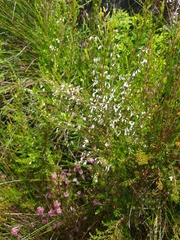 Erica fuscescens