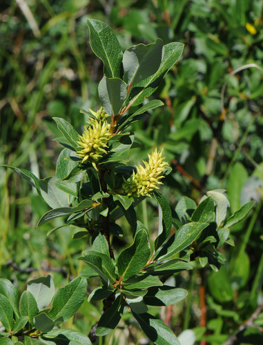 Farr's Willow (Salix farriae)