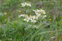 Anemonastrum villosissimum