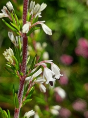 Erica fuscescens