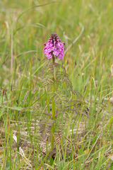 Pedicularis chamissonis
