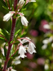 Erica fuscescens