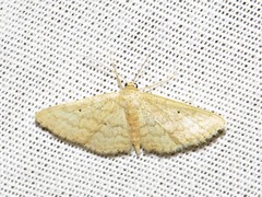 Scopula spoliata