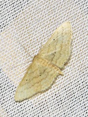 Scopula spoliata