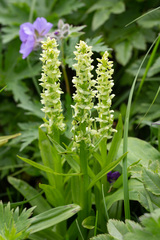 Platanthera convallariifolia