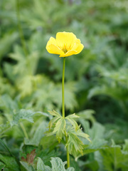 Trollius riederianus