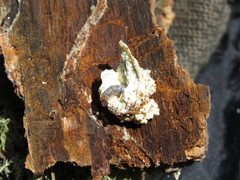 Dendroctonus adjunctus
