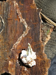 Dendroctonus adjunctus