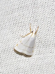 Pseudocatharylla xymena