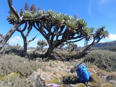 Dendrosenecio elgonensis