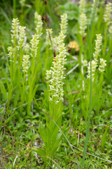 Platanthera convallariifolia