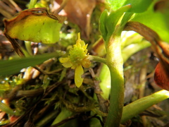 Ranunculus volkensii