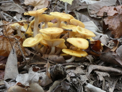 Desarmillaria caespitosa image