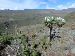 Dendrosenecio elgonensis