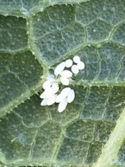 Illeis galbula