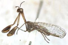 Leptomantispa pulchella