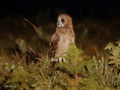 Asio capensis