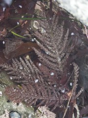 Neoptilota densa