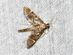 Duponchelia lanceolalis