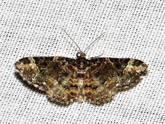 Melanthia ustiplaga