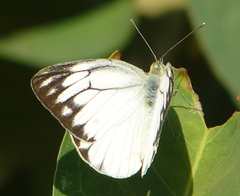 Cepora nerissa phryne