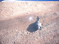 Platysternon megacephalum