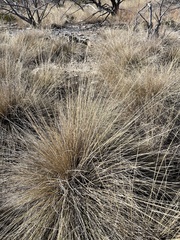 Muhlenbergia lindheimeri