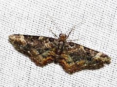Melanthia ustiplaga