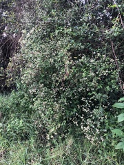 Asteraceae
