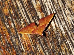 Endotricha erythralis