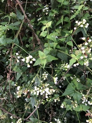 Asteraceae