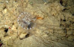 Isarachnanthus