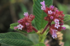 Palicourea erythrocephala